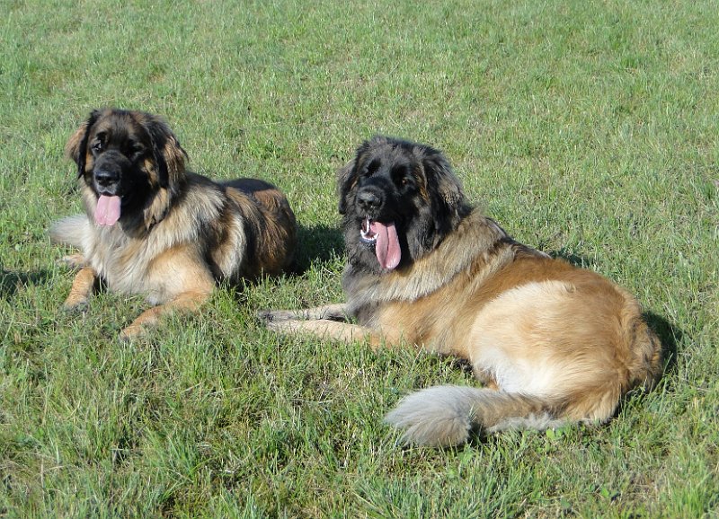BonaDea4633.JPG - Gruppenfoto mit meiner Schwester Bellatrix. Böse Zungen behaupten, wir seien das dynamische Duo Batman und Robin!