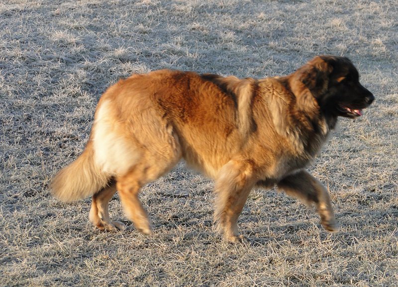 BonaDea4642.JPG - Bona Dea im März 2012