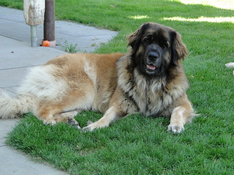 BonaDea4657.JPG - Einsamer Hund sucht Anschluss...