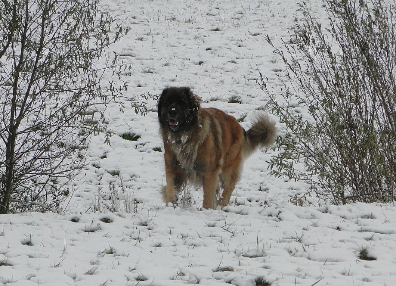 BonaDea4665.JPG - So werde ich halt alleine auf die Jagd gehen müssen, und zwar nach ...