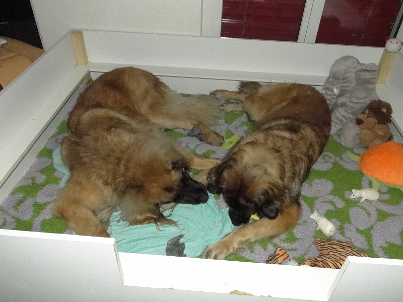 BonaDea4672.JPG - Du kannst wieder gucken, sie bewegt sich!