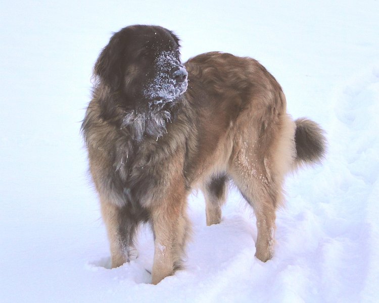 BonaDea4674.JPG - Leider nimmt auch in Märstetten der Konsum an "weissem Schnee" zu