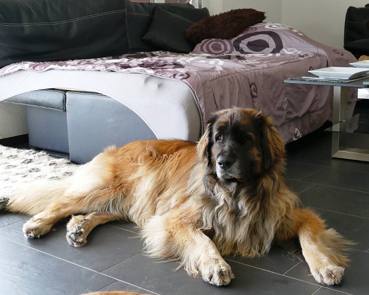 BonaDea4703.JPG - Das ist prinzipiell mein Bett