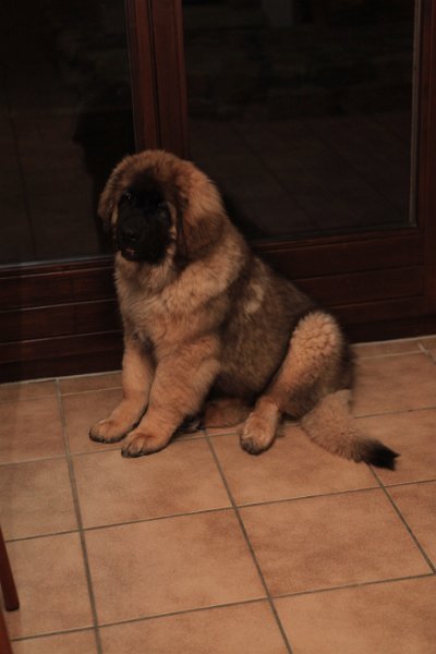 Camillo0015.jpg - Camillo (Cardiff)