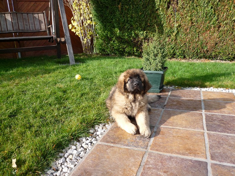 Camillo0032.JPG - Camillo (Cardiff)