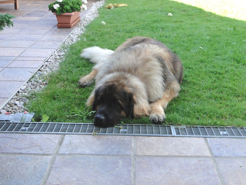 Camillo0082.JPG - Camillo (Cardiff)