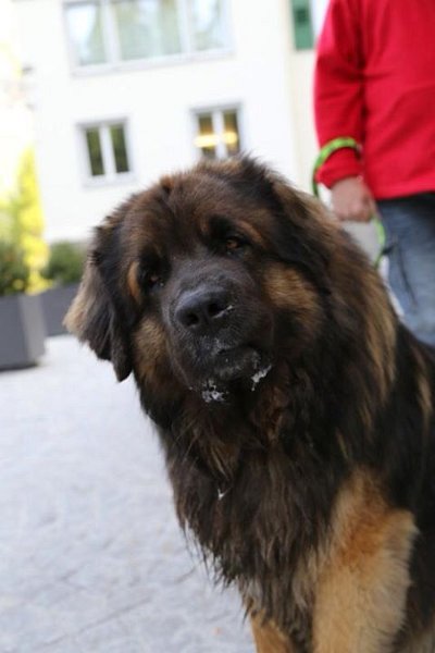 Camillo0130.jpg - ... und so schaue ich, wenn ich alle bezaubern will!
