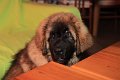 Camillo0010