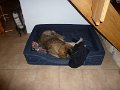 Camillo0036