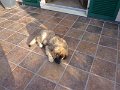 Camillo0041