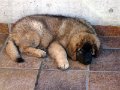 Camillo0043