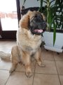Camillo0065