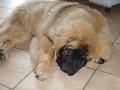 Camillo0068