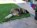 Camillo0081