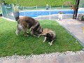 Camillo0084