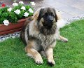 Camillo0088