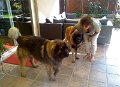Camillo0111