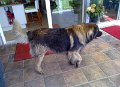 Camillo0113