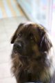Camillo0116