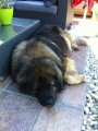 Camillo0123