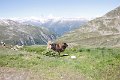 Camillo0144