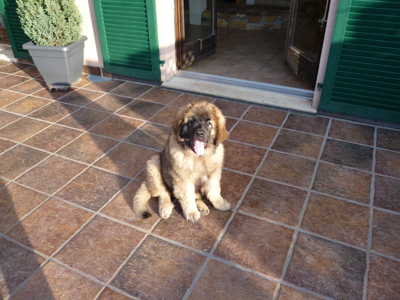 Camillo0040.JPG - Camillo (Cardiff)