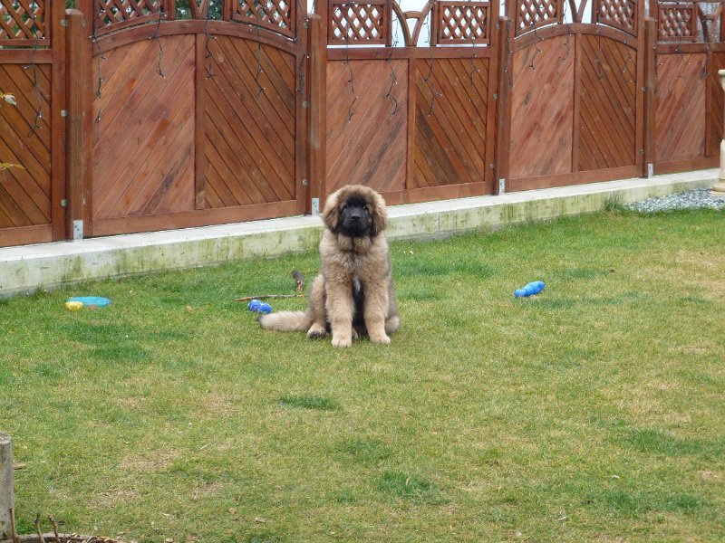 Camillo0046.JPG - Camillo (Cardiff)