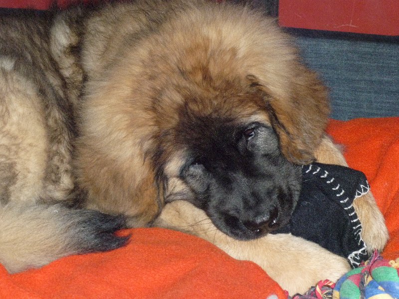Camillo0049.JPG - Camillo (Cardiff)