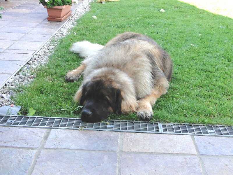Camillo0083.JPG - Camillo (Cardiff)