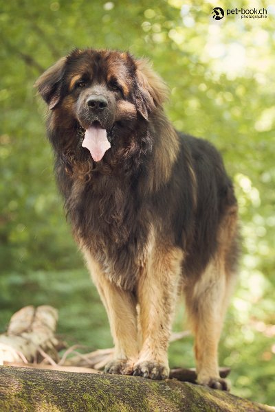 Camillo0131.jpeg - Camillo (Cardiff) mit 5 Jahren