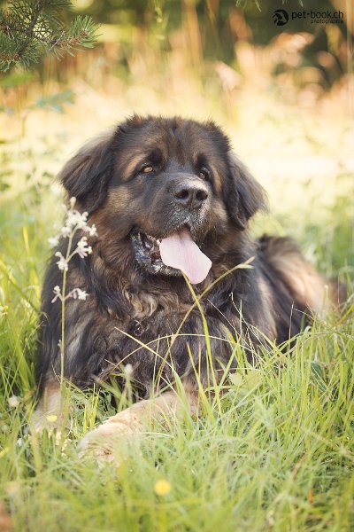 Camillo0135.jpeg - Camillo (Cardiff) mit 5 Jahren