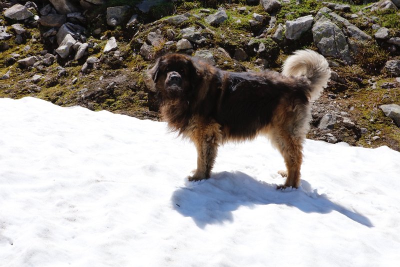 Camillo0141.jpeg - Camillo im Schnee
