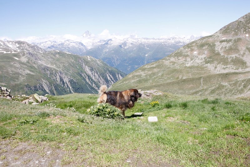 Camillo0144.jpeg - Auf der Alm, da gibt's kei Sünd!