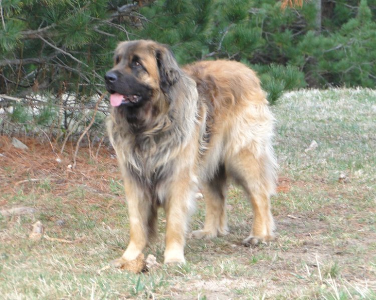 Cardhu0007.JPG - Cardhu Junior