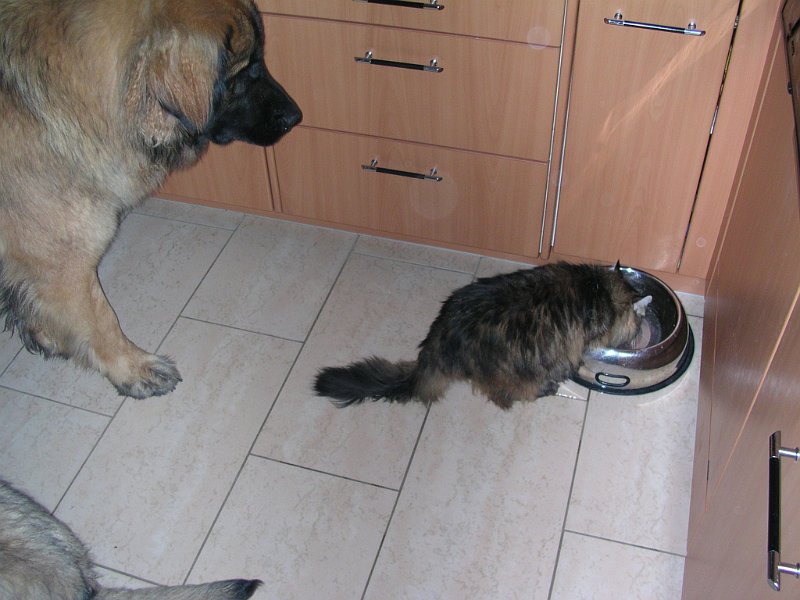 Cardhu0411.jpg - Cardhu mit 12 Monaten, erste Erfahrungen mit einer Katze
