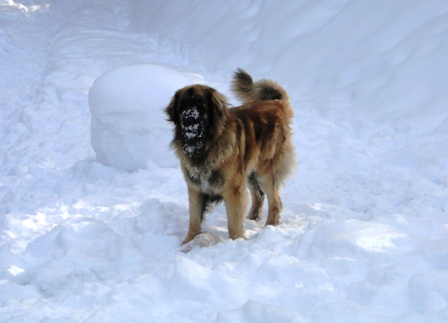 Yerly3102.JPG - Pech gehabt, meine Liebe, hier wacht ein Leonberger... oder so ähnlich?