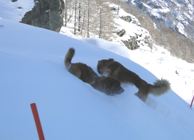Yerly3150.JPG - ... flitzen die restlichen Vierbeiner im Schnee umher...