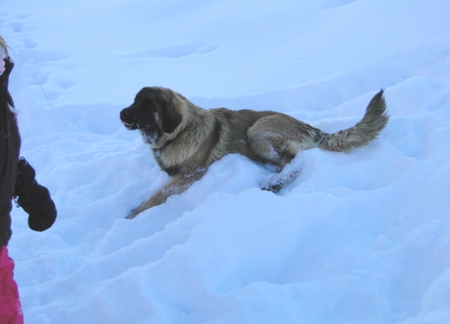 Yerly3157.JPG - Davina in Ruheposition (für ca. 2 Sekunden!)