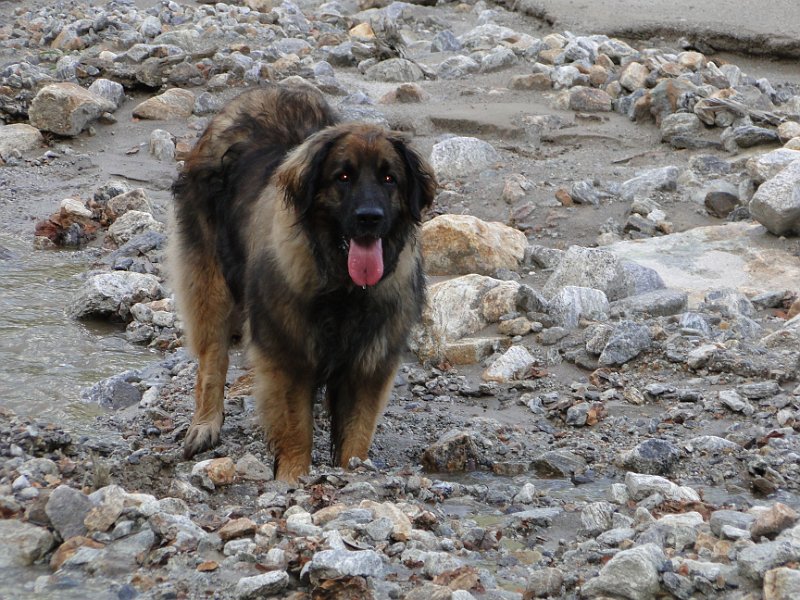 Eowyn0300.JPG - Eowyn auf Entdeckungstour (Besuch bei Cheneoa, ihrer Tochter aus dem C-Wurf), August 2010