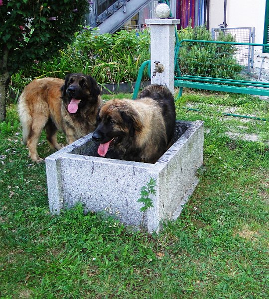 Eowyn0301.JPG - ...den Brunnen kennt Ihr wahrscheinlich immer noch! (mit Laufey zusammen, im August 2010)