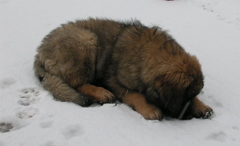 Eowyn0394.JPG - Eowyn im Alter von 12 Wochen (auf der Suche nach all den Regenwürmern, welche plötzlich in dieser weissen Masse verschwunden sind)