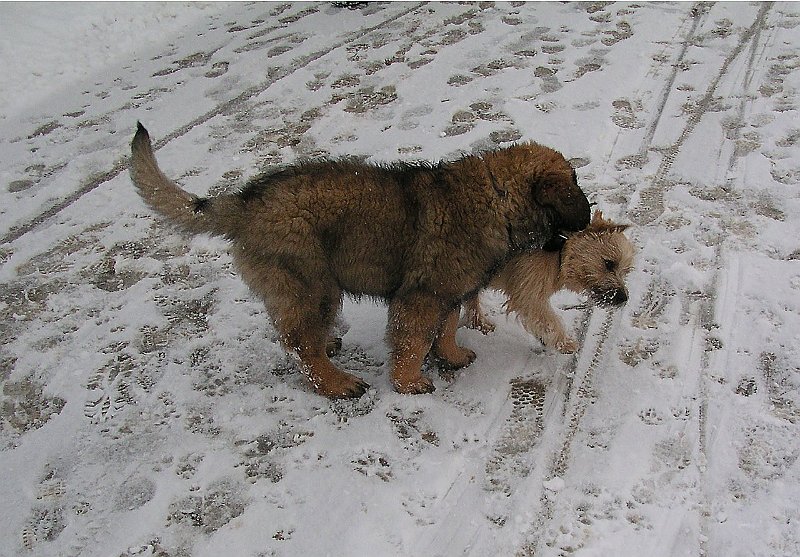 Eowyn0401.JPG - Eowyn's erster Freund namens Grizzly (sehr bezeichnend für seine Grösse!)