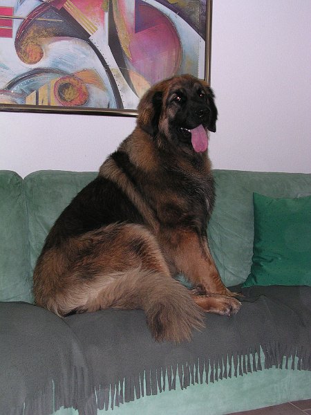 Eowyn0779.JPG - Eowyn im Alter von 16 Monaten (schaut her, wie gut ich auf der Couch sitzen kann!)