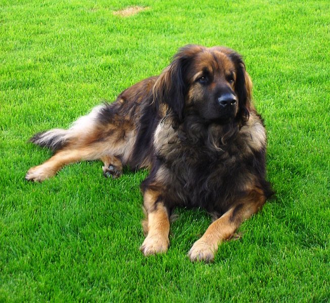 Eowyn1106.JPG - Eowyn mit 3 Jahren, so wie wir sie lieben...