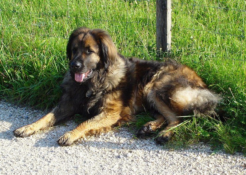 Eowyn1125.JPG - Eowyn mit etwas über 3 Jahren
