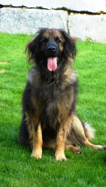 Eowyn1136.JPG - Eowyn mit etwas über 3 Jahren, nach einer strengen Liebesnacht?