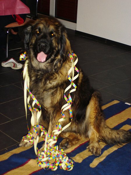 Eowyn1187.JPG - Eowyn am Sylvester 2007 mit etwas mehr als 3 Jahren