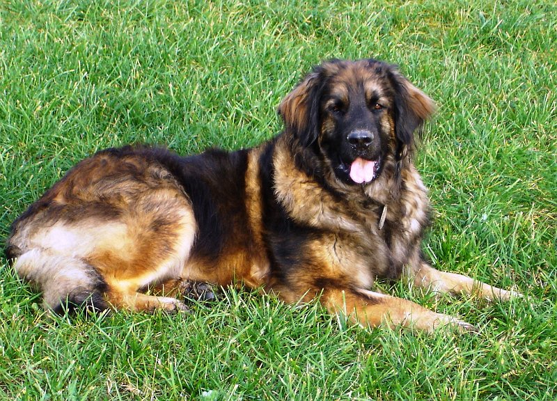 Eowyn1202.JPG - Eowyn mit etwas mehr als 3 Jahren