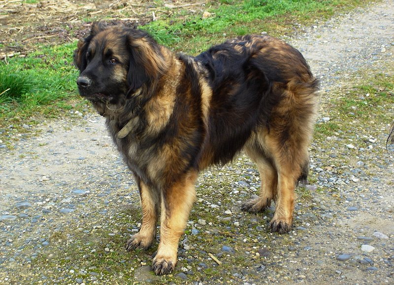 Eowyn1212.JPG - Eowyn mit etwas mehr als 3 Jahren