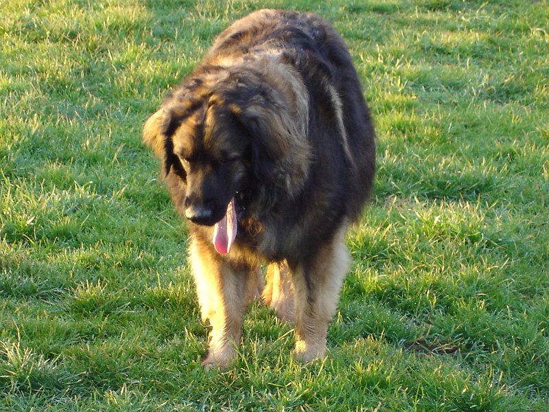 Eowyn1218.JPG - Eowyn mit 3,5 Jahren